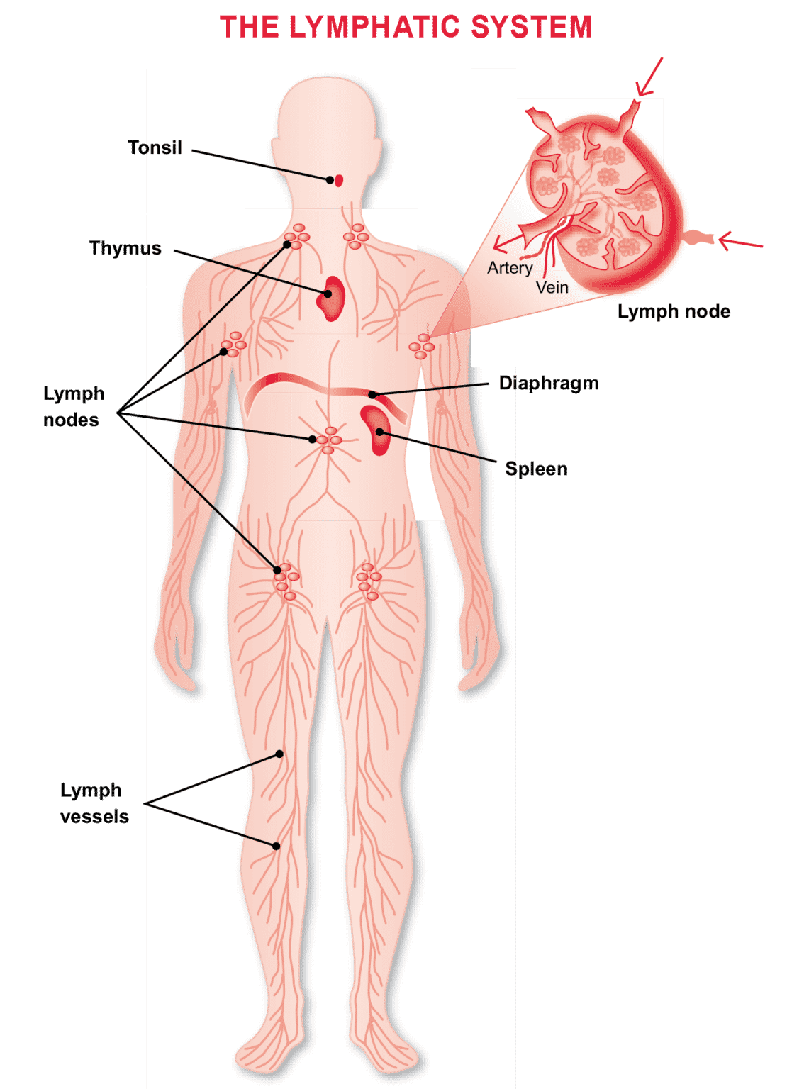 The Lymphatic System Lymphoma Research Foundation 